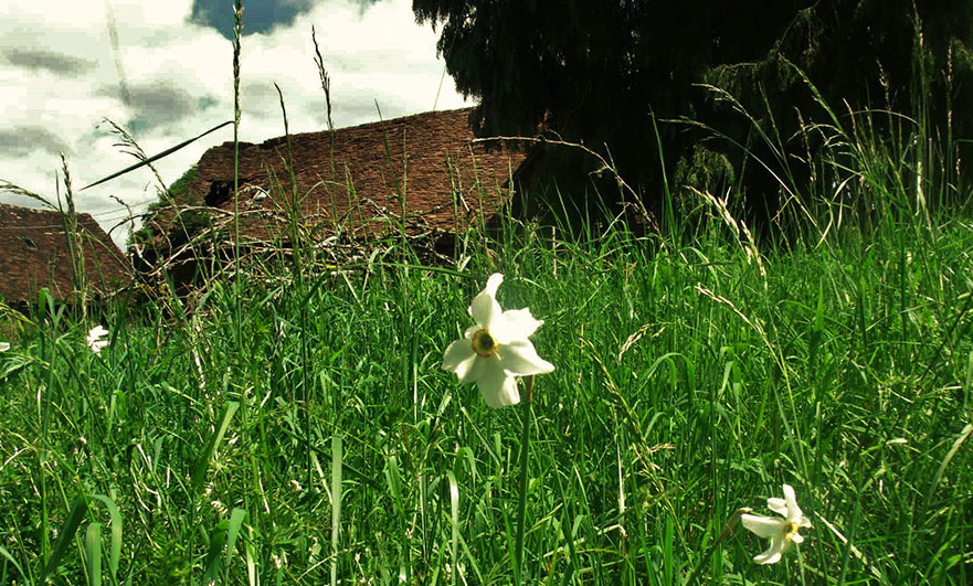 Signs of a long forgotten garden